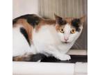 Adopt Valentina Bonded with Luna a Domestic Short Hair