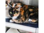 Adopt Luna Bonded with Valentina a Domestic Short Hair
