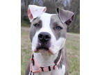 Adopt Icy a Mixed Breed