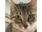 Adopt Uno a Domestic Short Hair