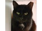 Adopt Robin a Domestic Short Hair