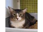 Adopt Duchess a Domestic Medium Hair