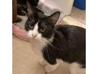 Adopt Bagel a Domestic Short Hair