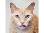 Adopt Tile a Domestic Short Hair