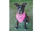 Adopt EMMA a American Staffordshire Terrier, Mixed Breed