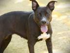 Adopt ION a American Staffordshire Terrier