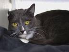 Adopt DEAN a Domestic Short Hair