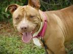 Adopt BETTY a American Staffordshire Terrier, Mixed Breed