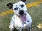 Adopt IMA a Dalmatian, Mixed Breed