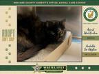 Adopt Purrincess Leia a Domestic Medium Hair