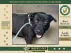 Adopt Sadie a Mixed Breed