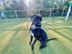 Adopt LAUREL a Labrador Retriever, Mixed Breed