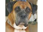 Adopt Sally a Boxer