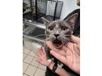 Adopt Maadee a Domestic Short Hair