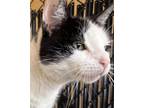 Adopt MISTY a Domestic Short Hair