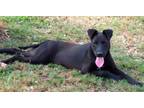 Adopt RUBYANNA a Labrador Retriever, Shepherd