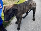 Adopt COBBLER a Presa Canario, Mixed Breed