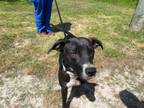 Adopt SNUGGLES a Pit Bull Terrier, Mixed Breed