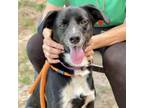 Adopt Lucy a Labrador Retriever