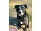 Adopt ARTEMIS a Labrador Retriever, Mixed Breed