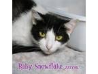 Adopt BABY SNOWFLAKE a Domestic Short Hair