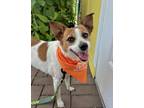 Adopt Missy a Terrier