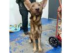 Adopt BRUE BELLA a German Shepherd Dog, Mixed Breed