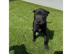 Adopt Angelic a Shar-Pei, Mixed Breed