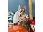 Adopt Tonka a Domestic Short Hair