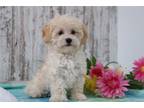 Maltipoo Puppy for sale in Mansfield, OH, USA