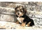 Yorkshire Terrier Puppy for sale in Oklahoma City, OK, USA