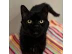 Adopt Olly a Domestic Short Hair