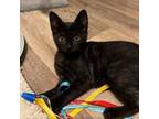 Adopt Lisa H a Domestic Short Hair