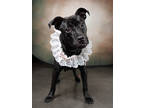 Adopt Fairy a Mixed Breed