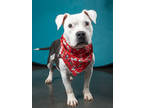 Adopt Lindie a Pit Bull Terrier, Mixed Breed