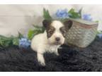Papillon Puppy for sale in Springfield, MO, USA