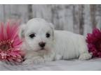 Maltese Puppy for sale in Mansfield, OH, USA