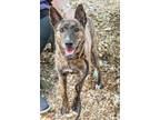 Adopt Godiva a Mixed Breed