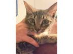 Adopt Cassie Cake a American Bobtail, Domestic Short Hair