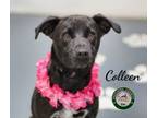 Adopt 24-04-1253 Colleen a Labrador Retriever