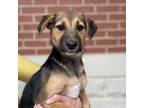 Adopt Ada a Terrier, Beagle