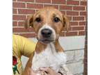 Adopt Ida a Terrier, Beagle