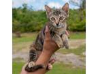 Adopt Moscato a American Shorthair