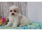 Maltipoo Puppy for sale in Mansfield, OH, USA