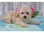 Maltipoo Puppy for sale in Mansfield, OH, USA