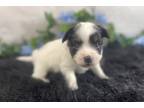 Papillon Puppy for sale in Springfield, MO, USA