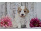 Maltipoo Puppy for sale in Mansfield, OH, USA