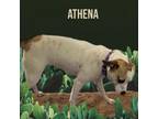 Adopt Athena a Mixed Breed