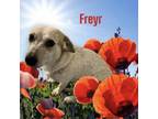 Adopt Freyr a Mixed Breed