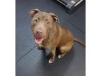 Adopt Penny 41147 a Pit Bull Terrier